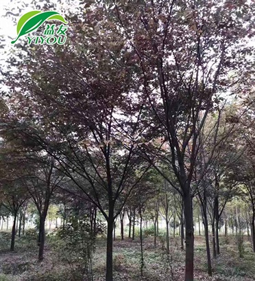 櫸樹(shù)